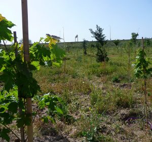 Primer Bosque SIGAUS 2