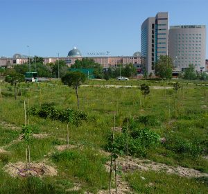 Primer Bosque SIGAUS 3