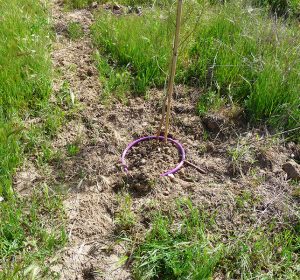 Primer Bosque SIGAUS 5