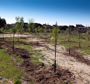 Tercer Bosque SIGAUS 2