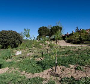 Tercer Bosque SIGAUS 3