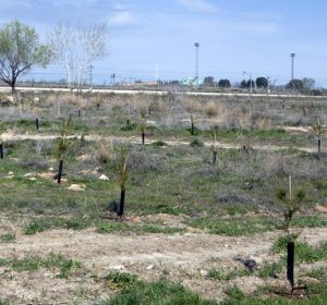 Cuarto Bosque SIGAUS 2