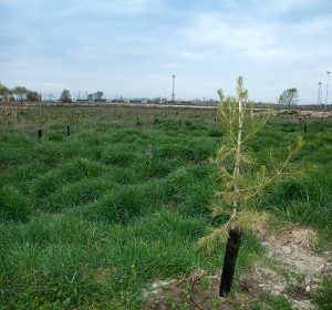 Cuarto Bosque SIGAUS 6