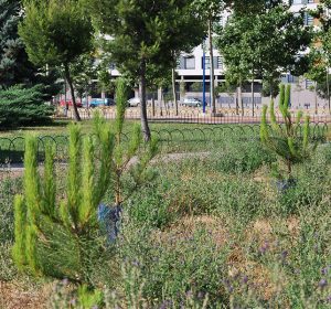 bosque05_galeria_02