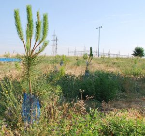 bosque05_galeria_04