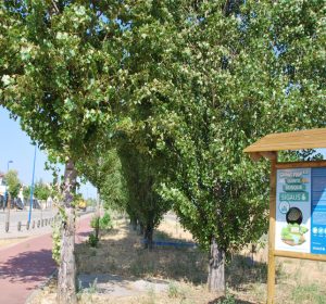 bosque1
