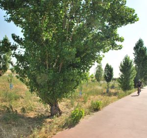 bosque3