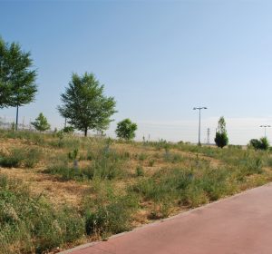 bosque5