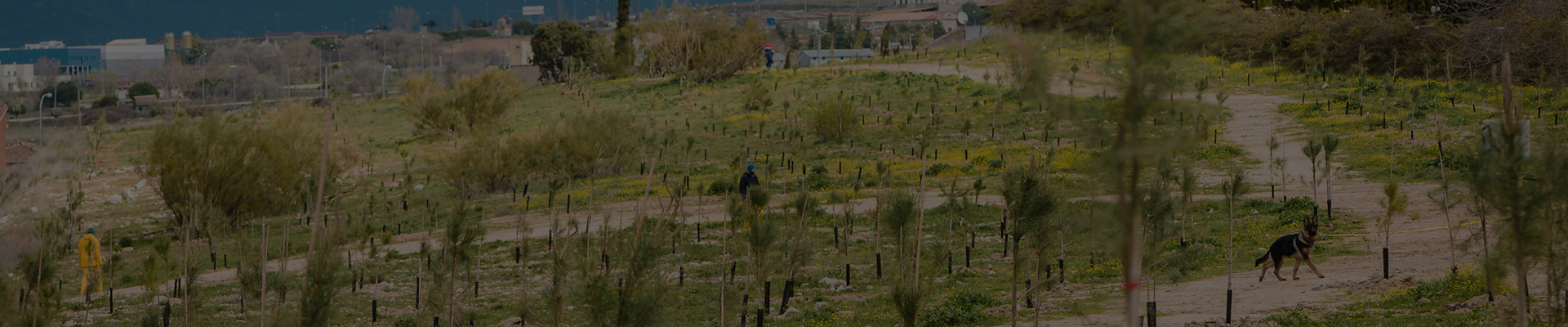 bosque07_top