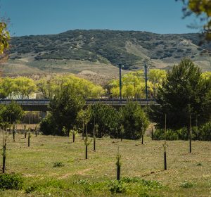 plantacion8_SIGAUS1