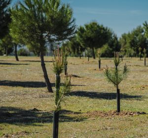 plantacion8_SIGAUS2