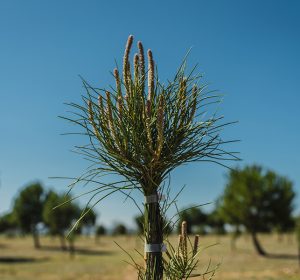 plantacion8_SIGAUS3