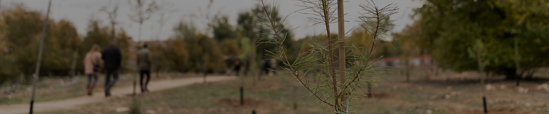 bosque10_top