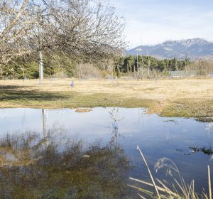_Bosque Guadarrama_21_baja _Bosque Guadarrama_21_baja